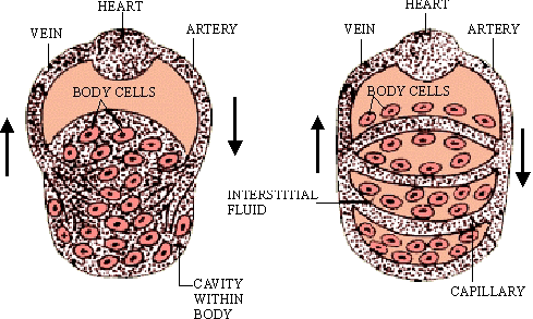 PinkMonkey Biology Study Guide 18.1 Closed Vascular System