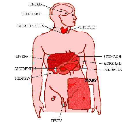 Steroids meaning