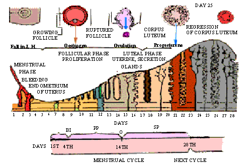 female reproductive cycle