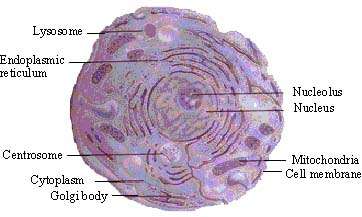 eukaryotic cell under microscope