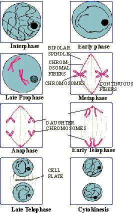 chromosomes in plant cells