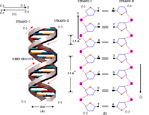 Pinkmonkey Com Biology Study Guide 8 2 The Structure Of Dna